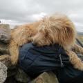 Resting on Windy Gyle