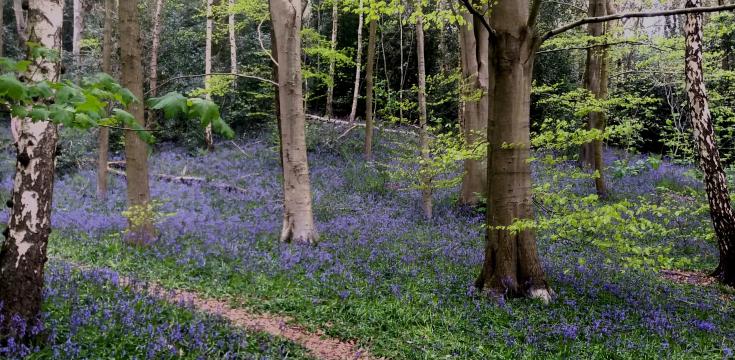 Bluebells in the woodland
