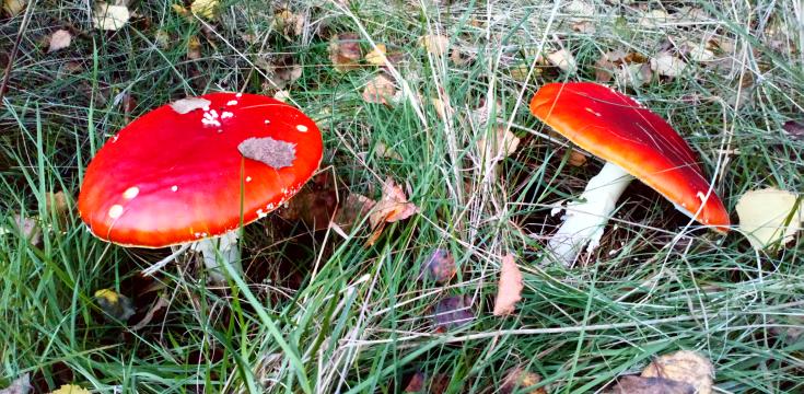 Fungi 2