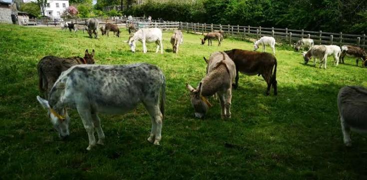 Donkey Sanctuary