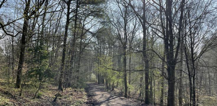 Scenic Forest View