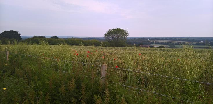 poppies on Highdown Hill