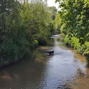 Picture of River Frome